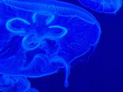 -上海海洋水族馆