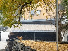 -千年银杏谷文化旅游区