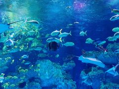 -芜湖新华联大白鲸海洋公园