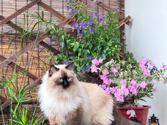 -有猫主题·治愈系猫咖(曾厝垵店)