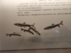 -青藏高原自然博物馆