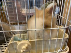 -猫猫幼稚园·撸猫·桌游·电玩
