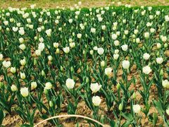 -玄武湖景区-情侣园游乐场