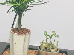 -花鸟鱼虫鲜花绿植市场(玉泉路店)