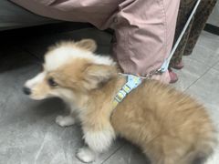 -半岛宠物医院24小时(白果林店)