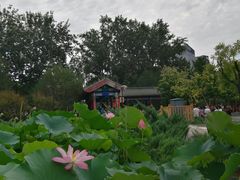 -莲花池公园