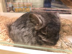 -龙猫仔乐园(惠福东路店)