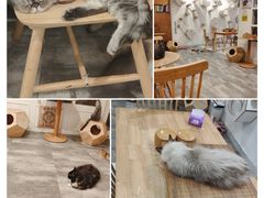 -楼上猫咖(罗湖店)
