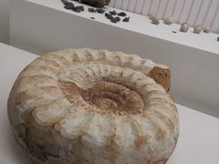 -青岛贝壳博物馆