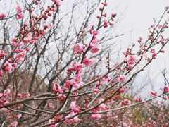 -香雪海