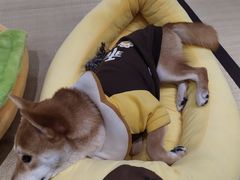-逗柴咖啡屋·狗咖猫咖宠物桌游