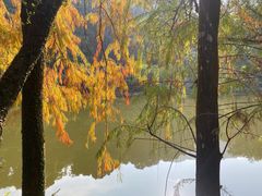 -深圳仙湖植物园