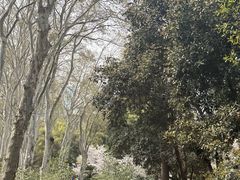 -武汉大学-樱园