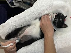 -宠物星动物医院·眼科·异宠·猫科(江南大道总院)