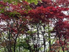 -四明山国家森林公园