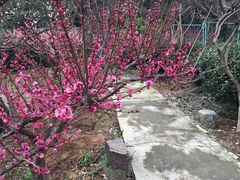 -雨花胜境