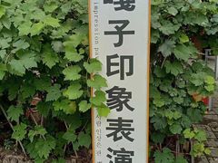 -白洋淀景区