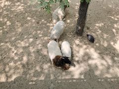 -石家庄市动物园