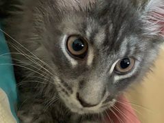 -北京观赏动物医院·24小时大型综合·猫专科·异宠专科