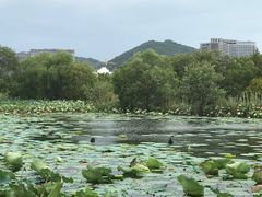 -长兴太湖图影湿地文化园