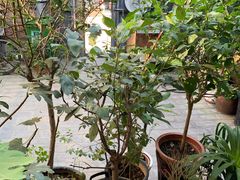 -新疆狼爷烤肉(宋庄店)