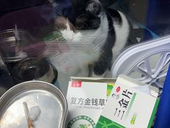 -半岛宠物医院24小时(科华中路店)