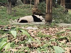 -都江堰中华大熊猫苑