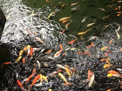 -珠海圆明新园