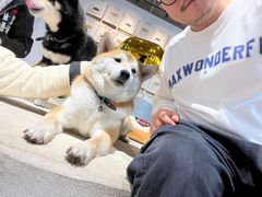 -柴务处·柴犬主题狗咖