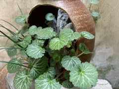 -月栖华明-云间草堂清茶馆(泗泾古镇店)