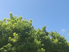 -满族八旗正宗牛肉面