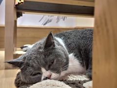 -滚猫咖啡·猫咖·猫友好撸猫(未来城店)