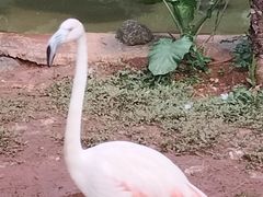 -海南热带野生动植物园