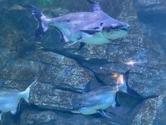 -泉城欧乐堡海洋极地世界