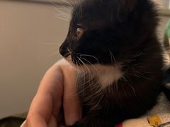 -天使宠物医院·犬猫分诊(彩虹店)