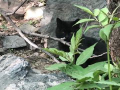 -少林寺欢喜地素斋馆