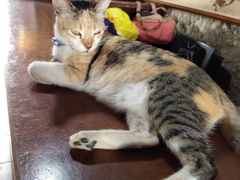 -圣佩德罗堡