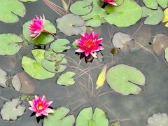 -莲花池公园