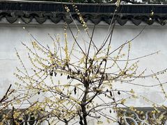-拙政园