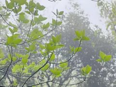 -杭州半山国家森林公园