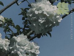 -上海滨江森林公园