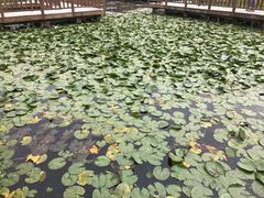 -五缘湾湿地公园
