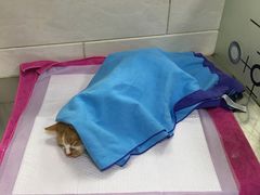 -瑞派天宁宠物医院·猫科·异宠中心
