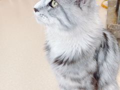 -猫在这儿猫咪咖啡馆·撸猫馆