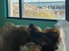 -徐记红川肉烧饼