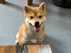 -柴源莊·柴小宠柴犬咖啡