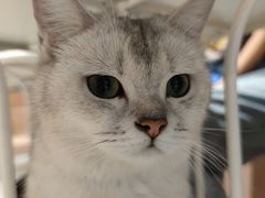 -猫儿山۰猫主题餐厅