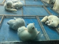 -泉城欧乐堡海洋极地世界