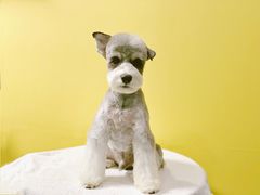 -Oh My Dog宠物沙龙(伊珊娜皮毛护理店)