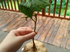 android_upload_pic-土家风情园